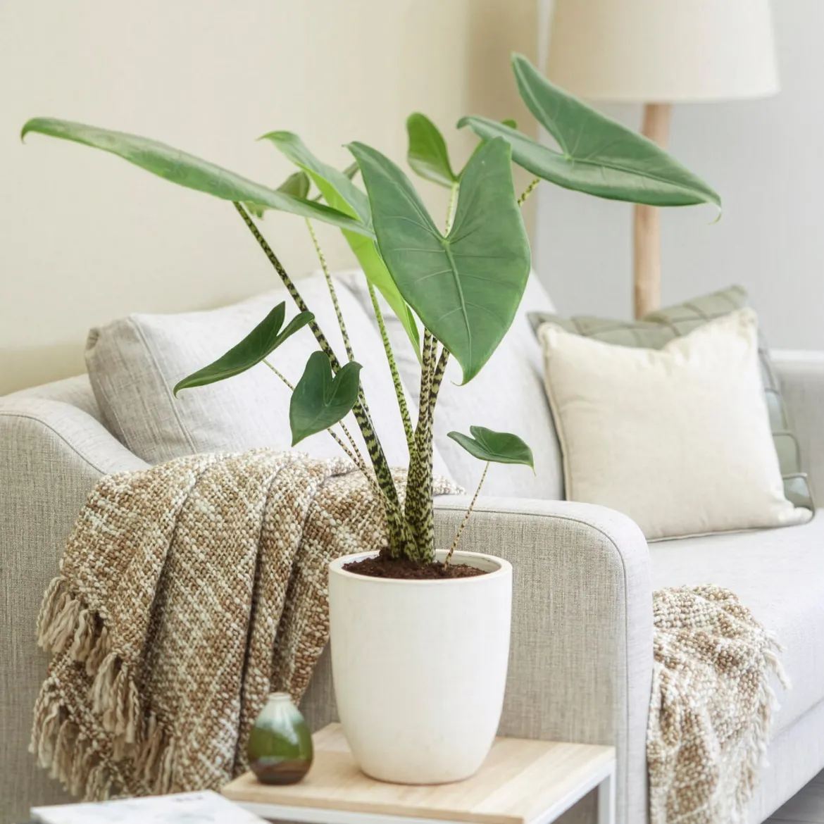 Alocasia zebrina - Des tiges qui font sensation