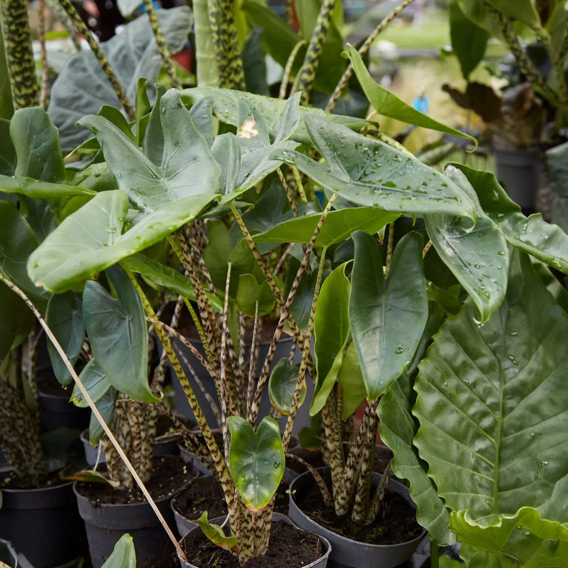 Alocasia zebrina - Des tiges qui font sensation