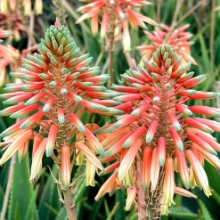 Aloe Safari Sunrise - Floraison orange sans effort