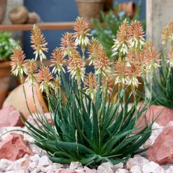 Aloe Safari Sunrise - Floraison orange sans effort