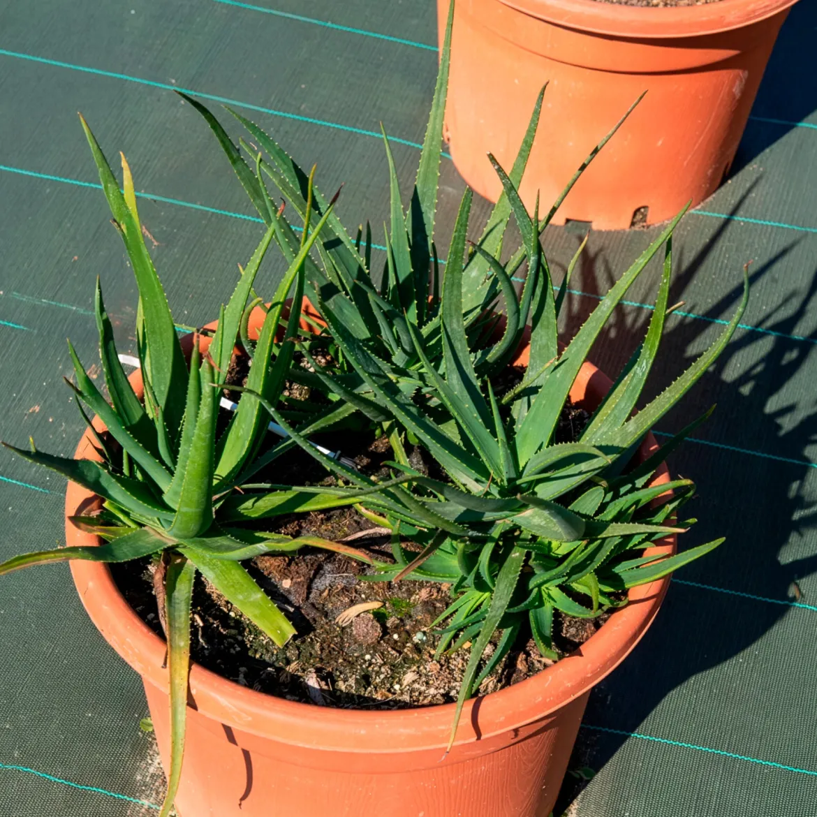 Aloe Safari Sunrise - Floraison orange sans effort