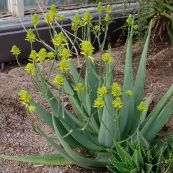 Aloe vera - Belle plante zéro contrainte