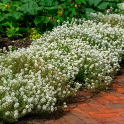 Alysse odorant - Un tapis fleuri parfumé