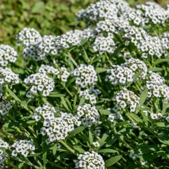 Alysse odorant - Un tapis fleuri parfumé