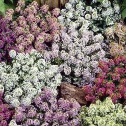Alysses odorantes nain Magic Circles en mélange - Un tapis fleuri en 6 semaines