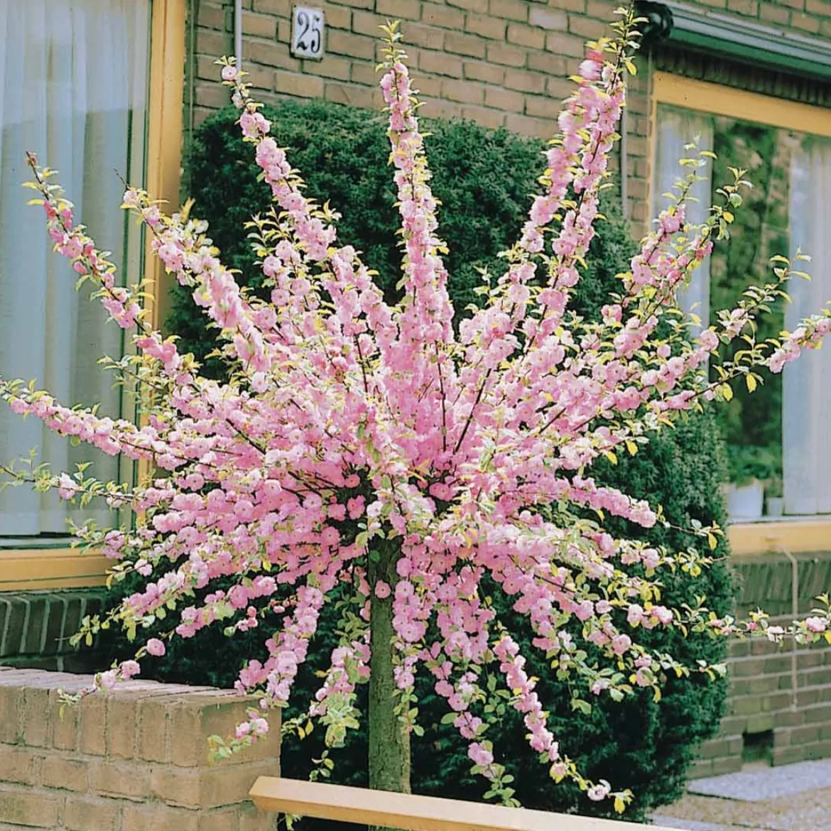 Amandier à fleurs sur tige - Un nuage rose dès mars
