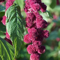 Amarante gibbeuse Dreadlocks - Des cascades fuchsia au jardin