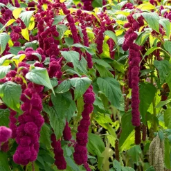 Amarante gibbeuse Dreadlocks - Des cascades fuchsia au jardin