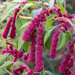 Amarante gibbeuse Dreadlocks - Des cascades fuchsia au jardin