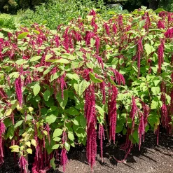 Amarante queue de renard - Des cascades fuchsia tout l'été