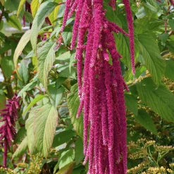 Amarante queue de renard - Des cascades fuchsia tout l'été