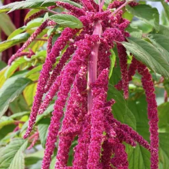 Amarante queue de renard - Des cascades fuchsia tout l'été