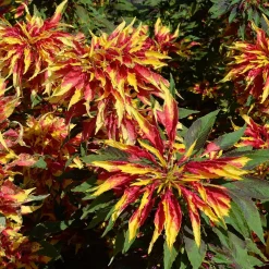 Amarante tricolore comestible Garden Select - Feuilles à croquer, couleurs à admirer