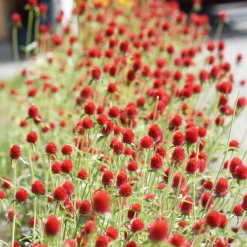 Amarantine écarlate Strawberry fields - Du rouge vif tout l'été