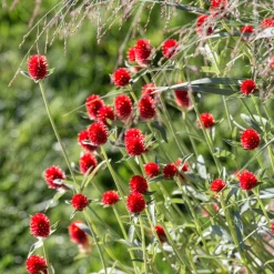 Amarantine écarlate Strawberry fields - Du rouge vif tout l'été