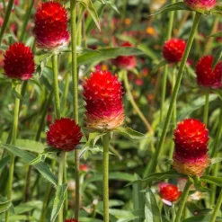Amarantine écarlate Strawberry fields - Du rouge vif tout l'été