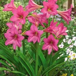 Amaryllis de jardin Douceur sucrée - Des fleurs roses XXL