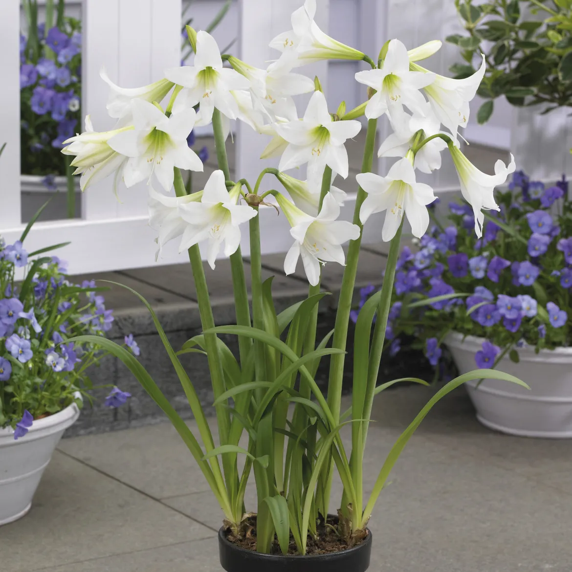 Amaryllis de jardin Sonatini blanc - Un blanc pur au jardin