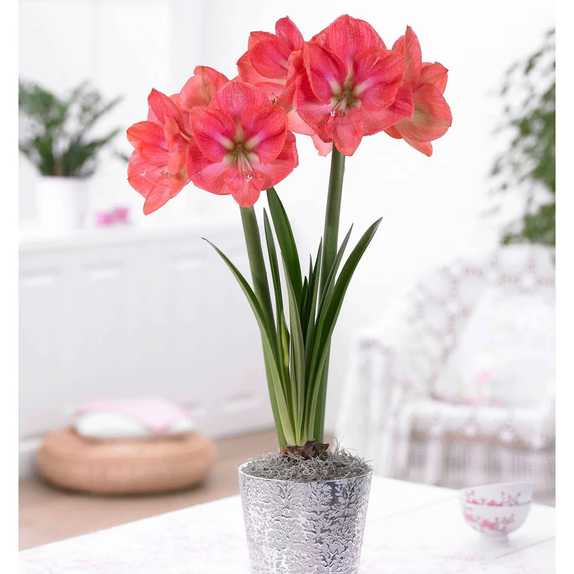 Amaryllis 'Exposure' - Fleurs XXL, effet garanti