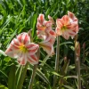 Amaryllis Happy Nymph - Fleurs doubles roses en hiver