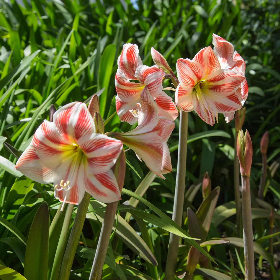 Amaryllis Happy Nymph - Fleurs doubles roses en hiver
