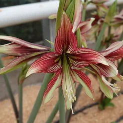 Amaryllis Mystica - Fleurs géantes garanties