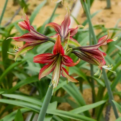 Amaryllis Mystica - Fleurs géantes garanties