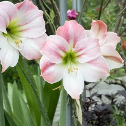 Amaryllis naine Angélique - Des fleurs doubles en pot
