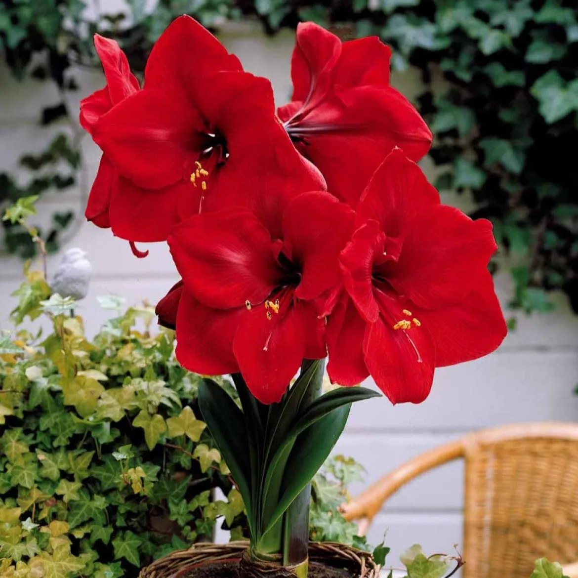 Amaryllis naine Valencia - Fleurs rouges garanties