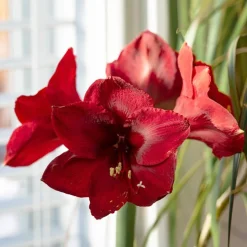 Amaryllis 'Red Lion' - Fleur rouge géante en hiver