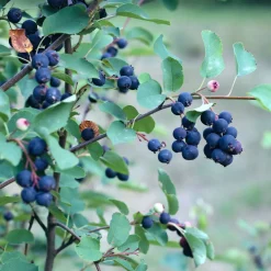 Amélanchier à feuilles d’aulne Smokey - Fleurs, fruits et couleurs