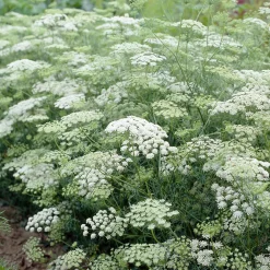 Ammi élevé - Nuages blancs au jardin