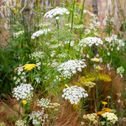 Ammi élevé - Nuages blancs au jardin