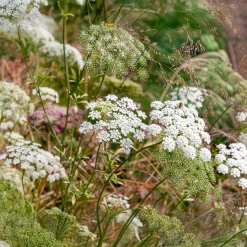 Ammi élevé - Nuages blancs au jardin