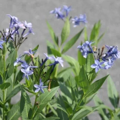 Amsonie 'Blue Ice' - Bleu doux, jardin facile
