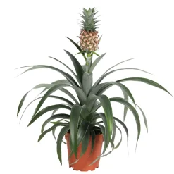 Ananas comosus - Un vrai ananas chez vous