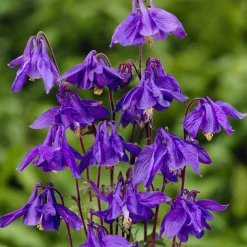 Ancolie des Alpes - Fleurs bleues faciles au jardin