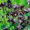 Ancolie des jardins 'Black Barlow' - Le noir qui sublime l'ombre
