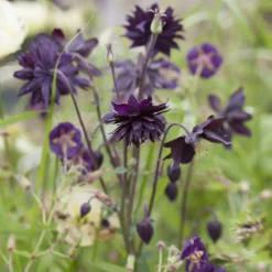 Ancolie des jardins 'Black Barlow' - Le noir qui sublime l'ombre