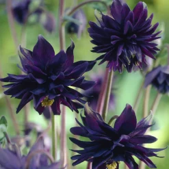 Ancolie des jardins 'Black Barlow' - Le noir qui sublime l'ombre