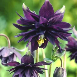 Ancolie des jardins 'Black Barlow' - Le noir qui sublime l'ombre