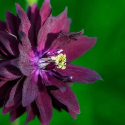 Ancolie des jardins 'Black Barlow' - Le noir qui sublime l'ombre