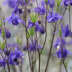 Ancolie des jardins - La vivace qui se ressème seule