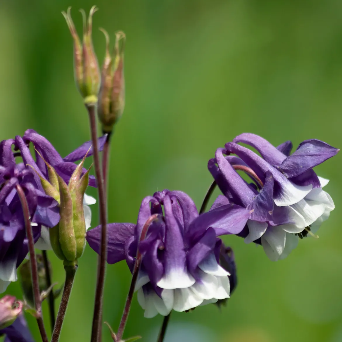 Ancolie des jardins Winky Double Blue & White - Fleurs doubles bleu et blanc