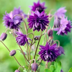 Ancolie Hybride 'Blue Barlow' - Des pompons bleus au jardin