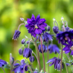 Ancolie Hybride 'Blue Barlow' - Des pompons bleus au jardin