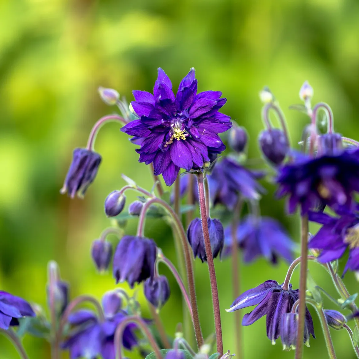 Ancolie Hybride 'Blue Barlow' - Des pompons bleus au jardin