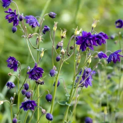 Ancolie Hybride 'Blue Barlow' - Des pompons bleus au jardin