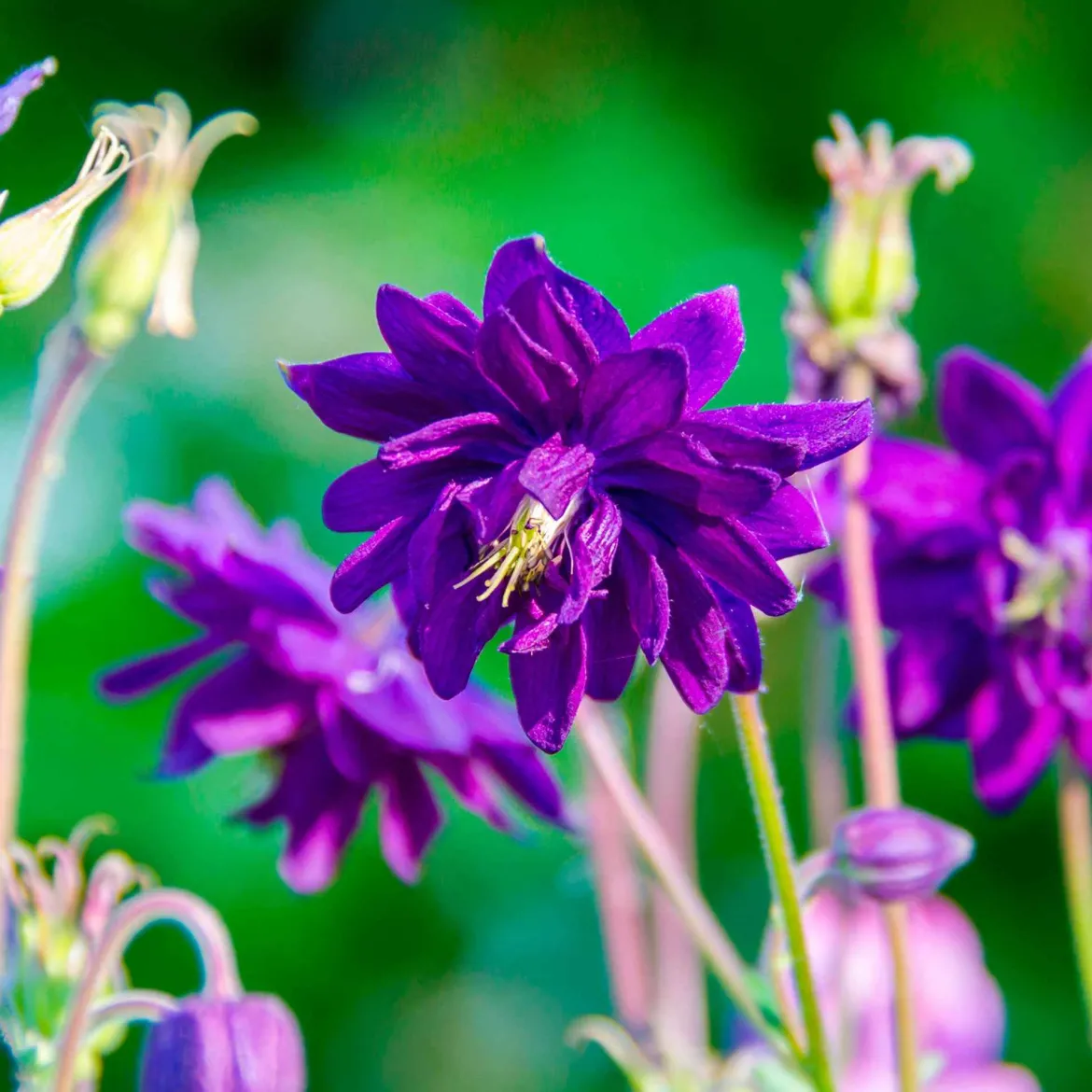 Ancolie Hybride 'Blue Barlow' - Des pompons bleus au jardin