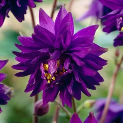 Ancolie Hybride 'Blue Barlow' - Des pompons bleus au jardin